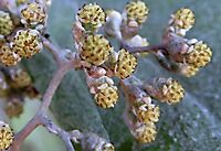 Helichrysum populifolium flowerheads