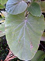Helichrysum populifolium leaves