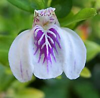 Justicia protracta subsp. protracta flower