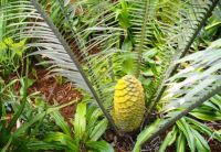 Encephalartos villosus female cone