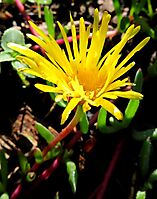 Lampranthus reptans flower