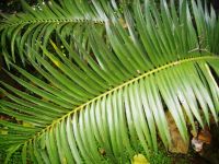 Encephalartos villosus leaf
