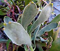Leucospermum hypophyllocarpodendron subsp. hypophyllocarpodendron leaves