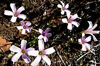 Oxalis caprina flowers