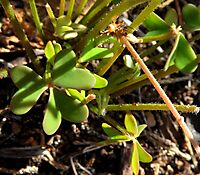 Oxalis caprina leaves