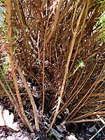 Phymaspermum acerosum lower stems