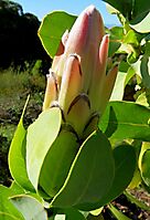 Protea eximia bud in Kirstenbosch