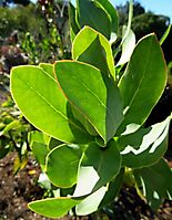 Protea eximia leaves