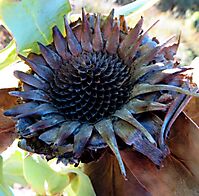 Protea eximia flowerhead receptacle remains