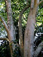 Rauvolfia caffra lower stems