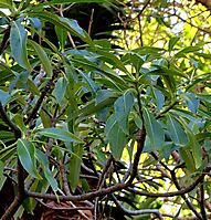 Rauvolfia caffra upper branches