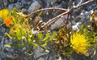 Leucospermum oleifolium young flowerheads