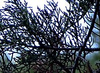 Widdringtonia schwarzii