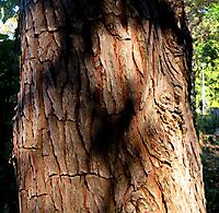 Widdringtonia schwarzii bark