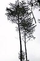 Widdringtonia whytei, a Malawian tree