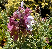 Salvia dolomitica inflorescence