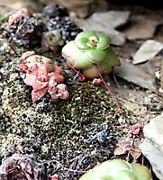 Crassula orbicularis stolon-linked plantlets