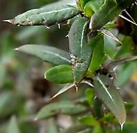 Cullumia aculeata leaves