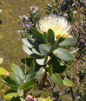 Protea nitida flowerhead open