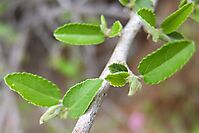 Grewia robusta leaves