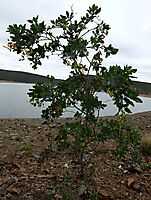 Nicotiana glauca shrub