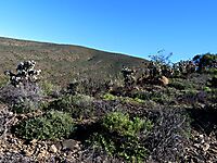 Crassula arborescens patrolling a ridge
