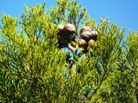 Widdringtonia nodiflora or mountain cypress