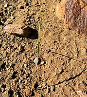 Gladiolus permeabilis, a modest start