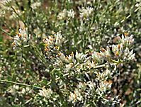 Helichrysum zeyheri stem-tip inflorescences