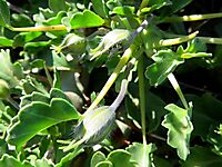 Monsonia crassicaulis buds