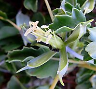 Monsonia crassicaulis sepals but no petals