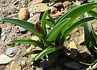 Ornithoglossum undulatum leaves and bud
