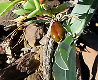 Ornithoglossum undulatum unripe fruit