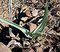 Ornithoglossum undulatum when flowering is over