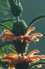 Leonotis ocymifolia flower close-up