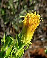 Pegolettia baccaridifolia flowerhead