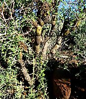 Pelargonium crithmifolium bulging stems
