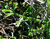 Pelargonium crithmifolium fleshy leaf