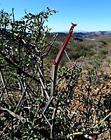 Pelargonium tetragonum young stem