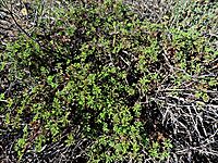 Pelargonium trifidum wide shrub