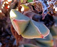 Braunsia apiculata leaf-pair