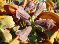 Salvia africana-lutea flowers