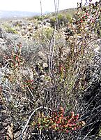 Cliffortia ruscifolia var. ruscifolia at Kagga Kamma