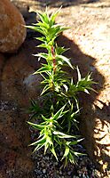 Cliffortia ruscifolia var. ruscifolia young plant