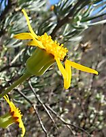 Crassothonna cylindrica flowerhead profile