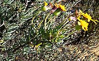 Crassothonna cylindrica flowerhead peduncles