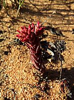 Crassula alpestris subsp. alpestris yesterday, today and tomorrow