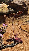 Crassula pubescens subsp. pubescens floral pirouette