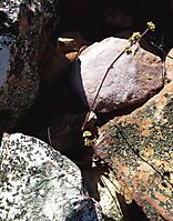 Crassula pubescens subsp. pubescens flowers defying rock