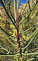 Euryops speciosissimus purple stem